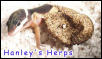 Leopard Geck Hatching