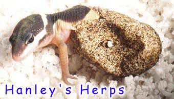 Leopard Geck Hatching