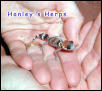 U.milli hatchling