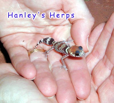 U.milli hatchling