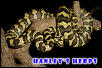 Jungle Carpet Python