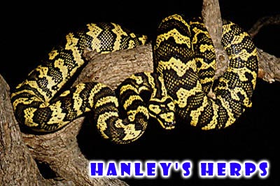 Jungle Carpet Python