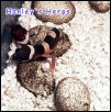 Twin Leopard Geckos