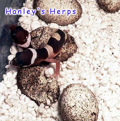 Twin Leopard Geckos