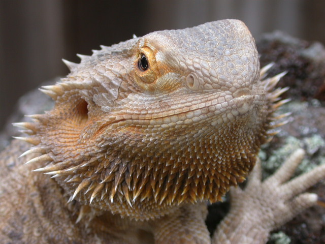 Orange German Giant Mom