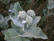 Milkweed A. Speciosa