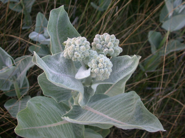 Milkweed A. Speciosa