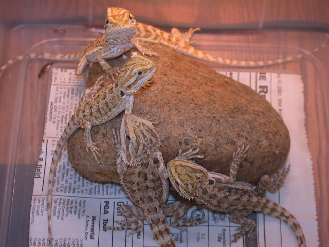 Baby beardeds II