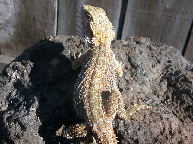 Dragon from RD
