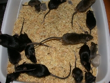 Feeder Mice