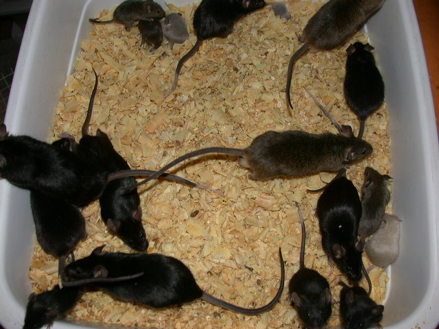 Feeder Mice