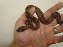 Nicaraguan that I'm getting