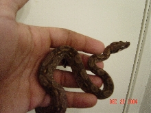 Nicaraguan that I'm getting - 3