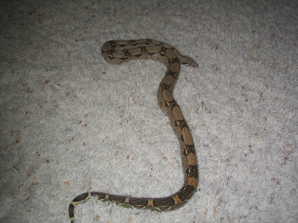 What am I?