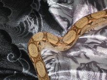 What am I?