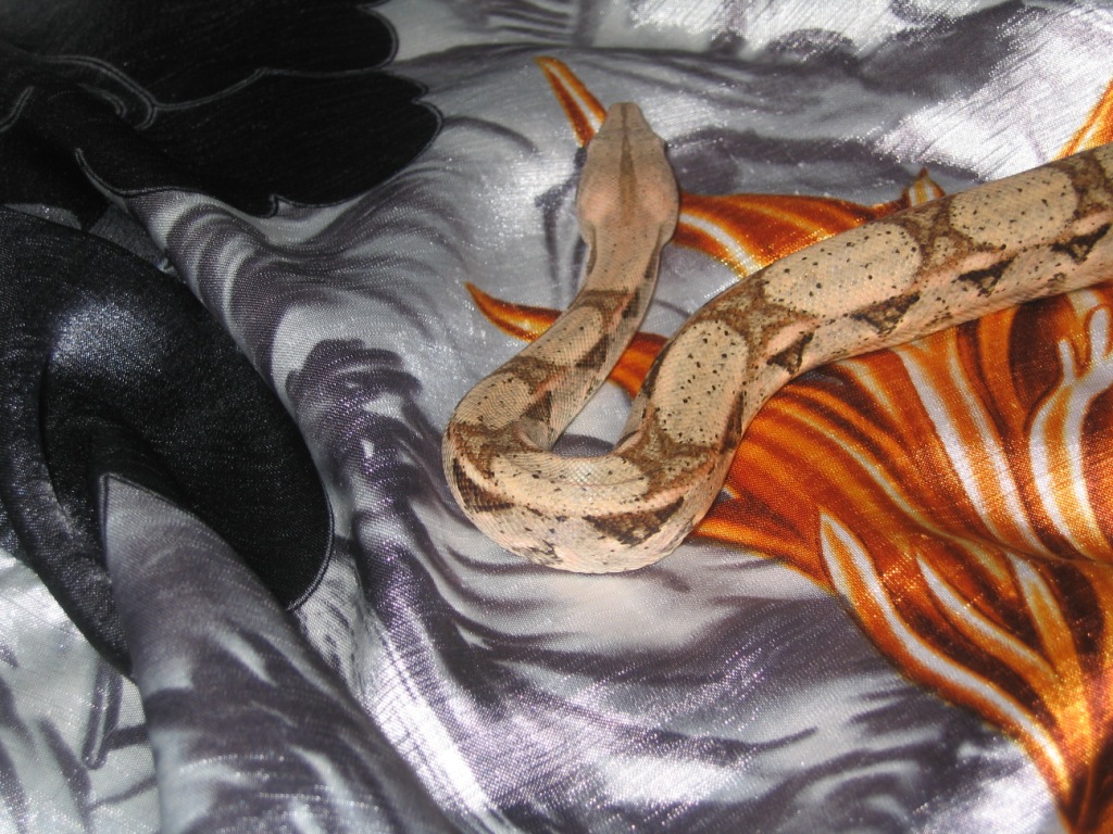 What Am I?