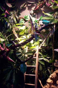 cham cage set up