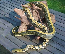 Male taiwanese beautysnake