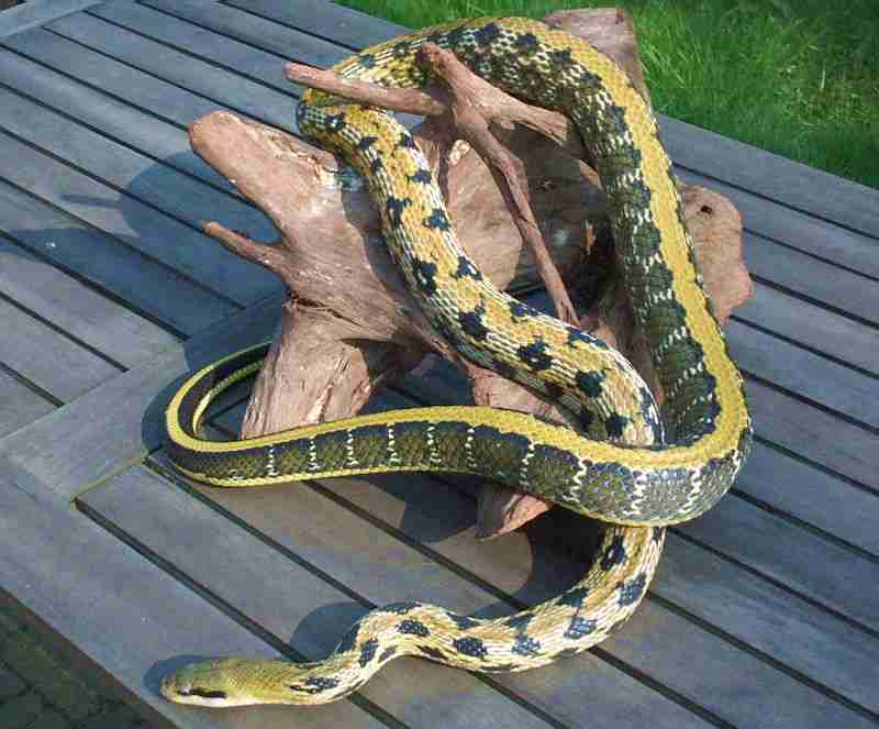 Male taiwanese beautysnake