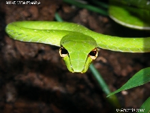 A. prasina
