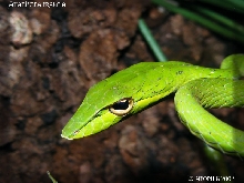A. prasina