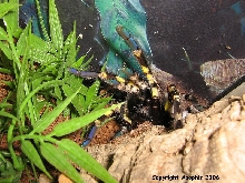 Angry P. regalis