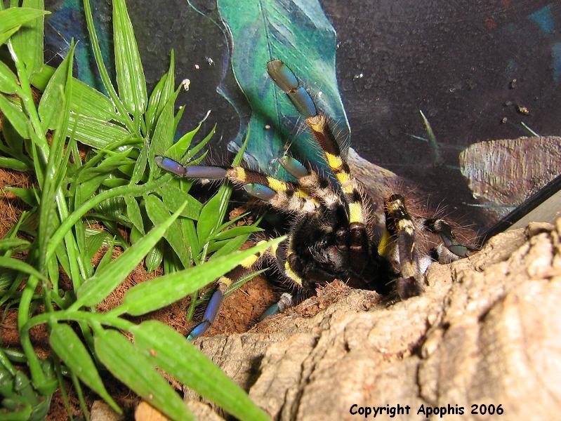 Angry P. regalis