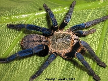 H. lividum