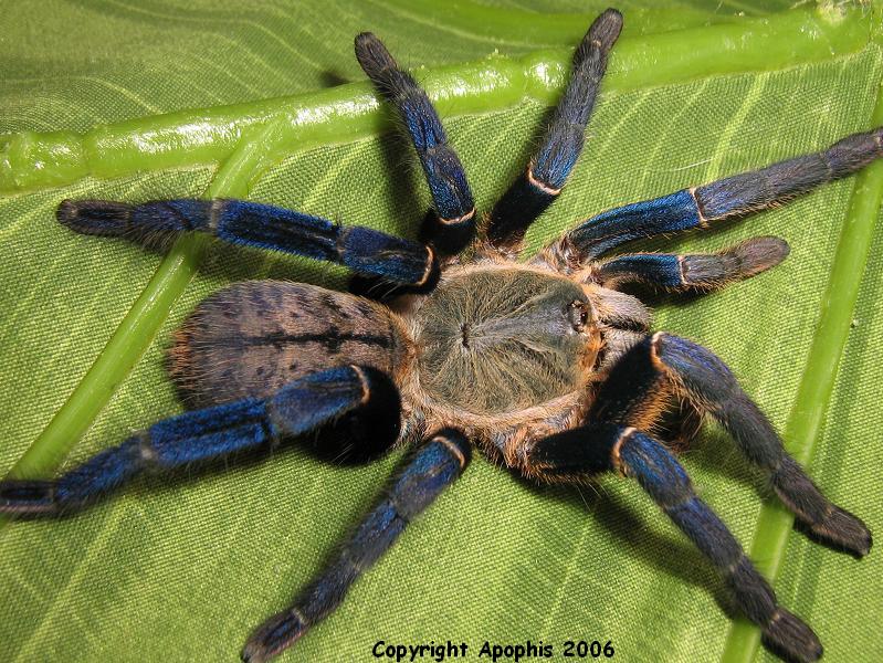 H. lividum