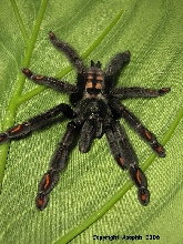 P. irminia