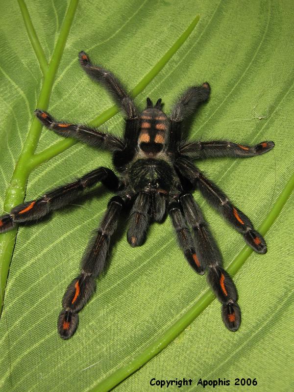 P. irminia
