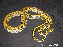 beautysnake