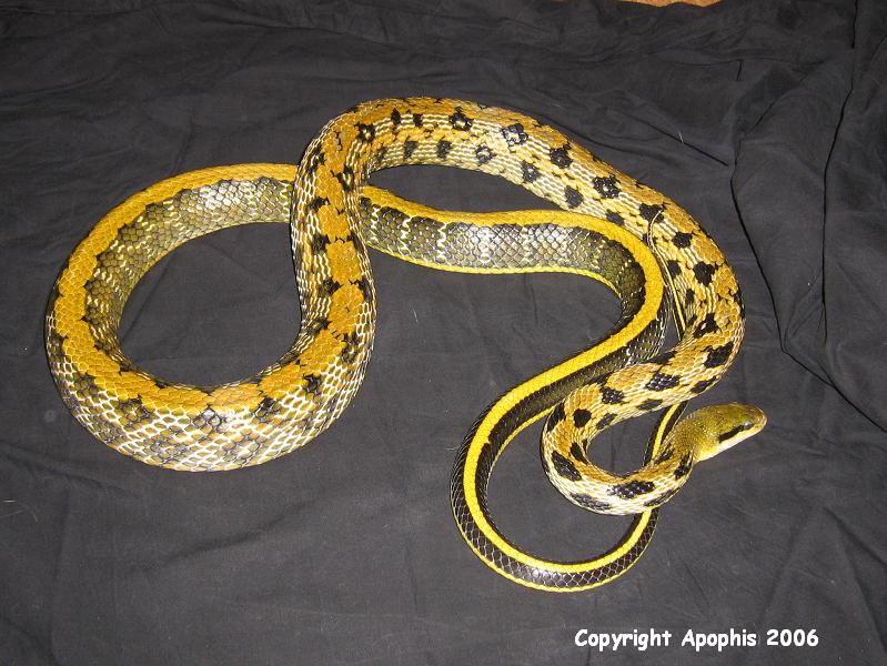beautysnake