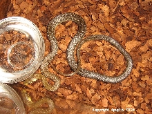 Zamenis longissimus