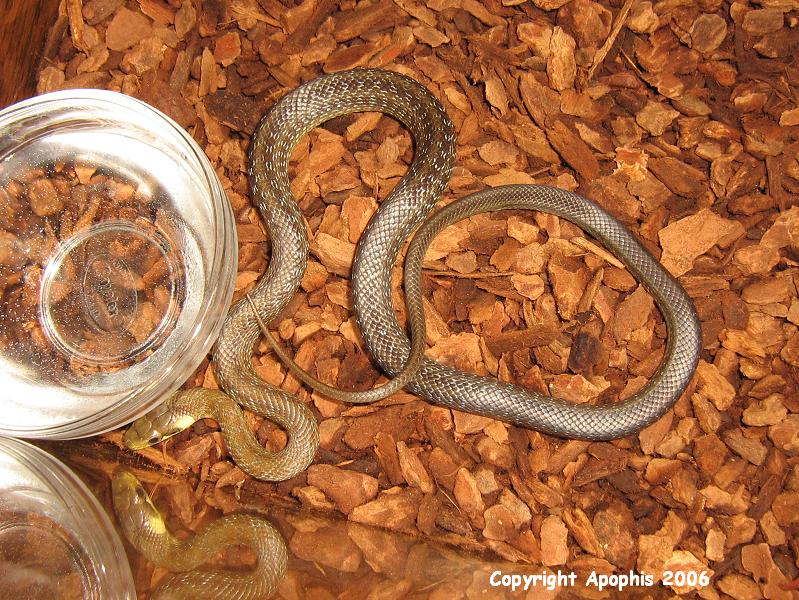 Zamenis longissimus