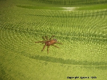 L. striatus