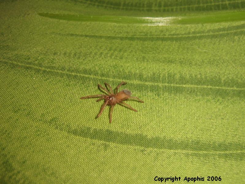 L. striatus