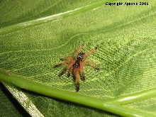 E. cyanognathus