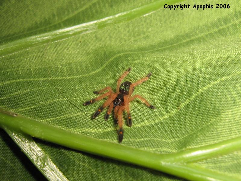 E. cyanognathus