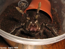 angry nigricolor