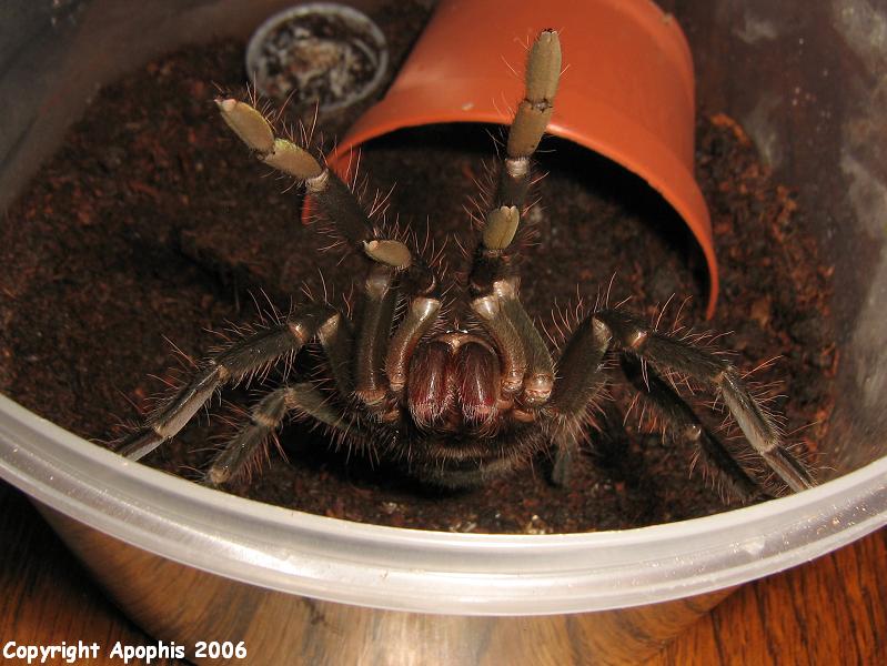 angry nigricolor