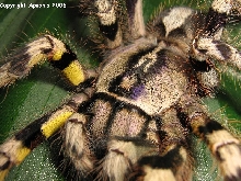 P. regalis