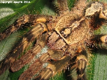 P. ornata