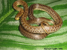 Z. longissimus