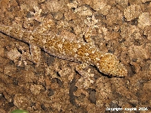 G. grossmanni
