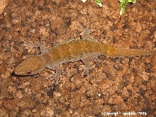 G. ulikovski