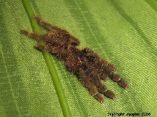 C. schioedtei