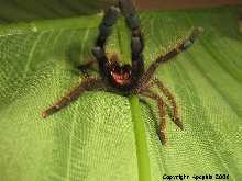 C. schioedtei angry