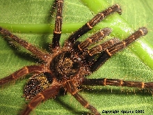 E. rufescens