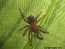 P. nesiotes